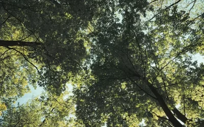 Cohuna Nature Walk