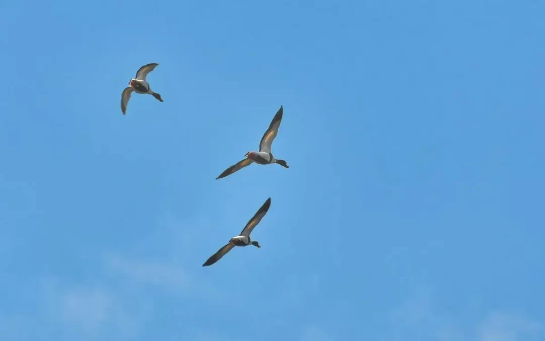 Birdwatching