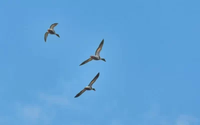 Birdwatching